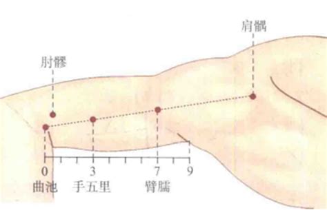 臂儒穴|臂臑穴位置 